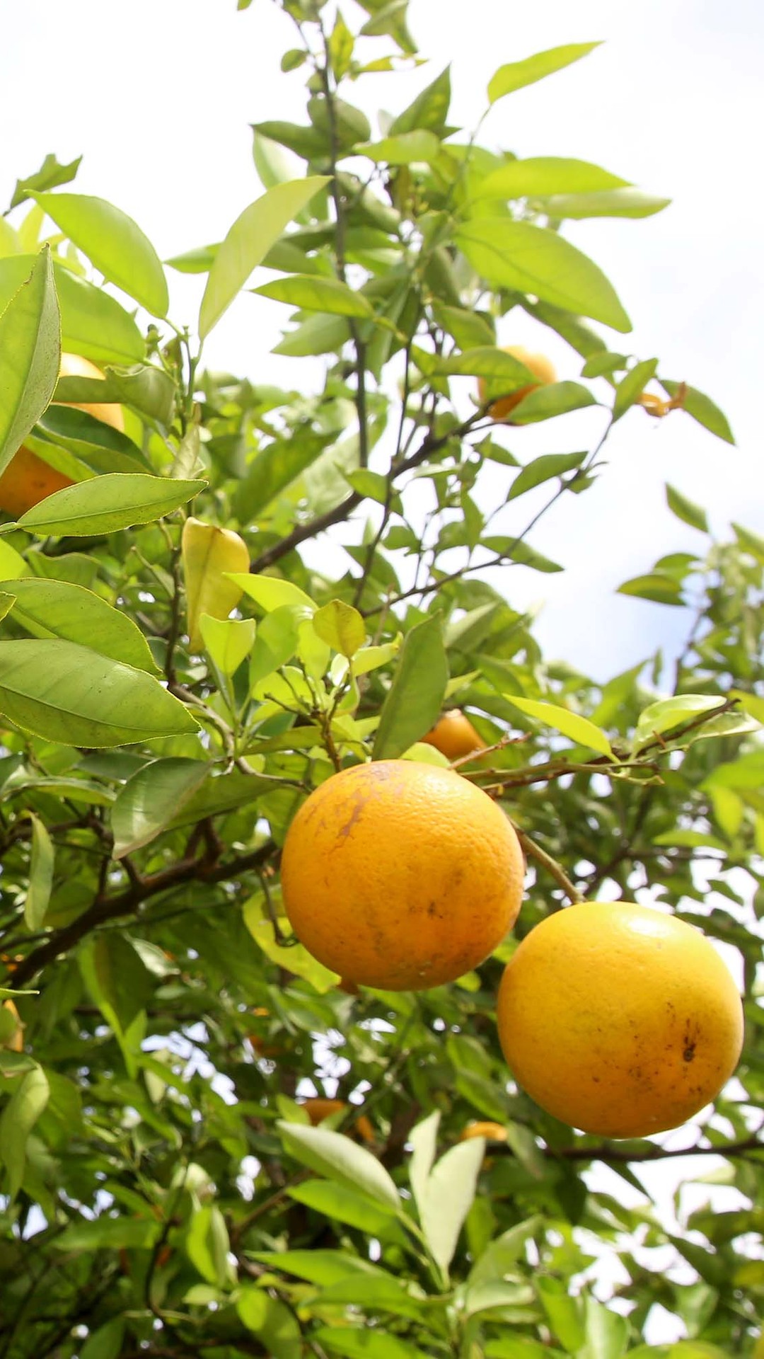 Oferta de laranja na safra 2025/26 deve ficar abaixo da demanda