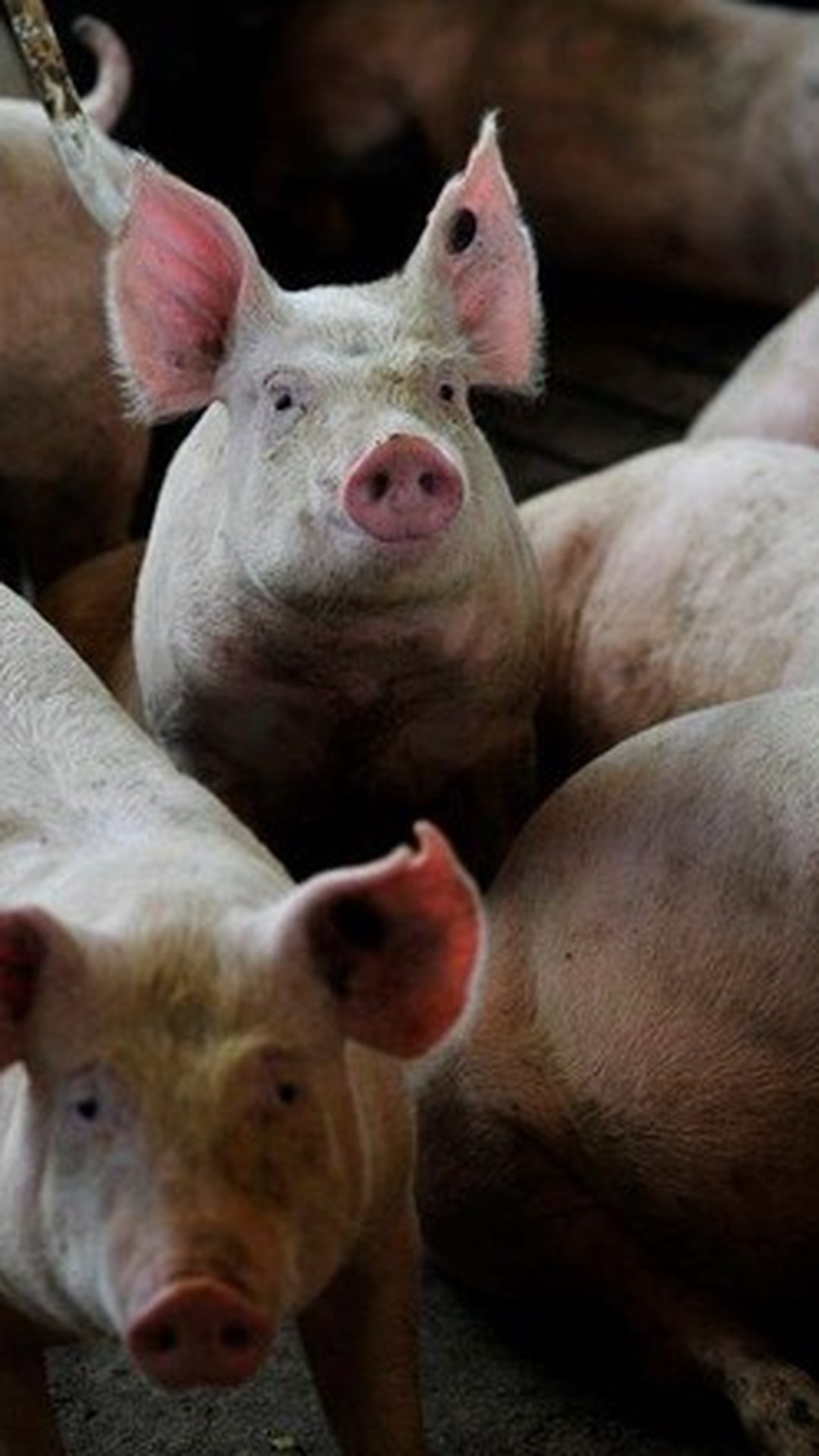 Preço do suíno vivo começa o ano em queda nas regiões produtoras