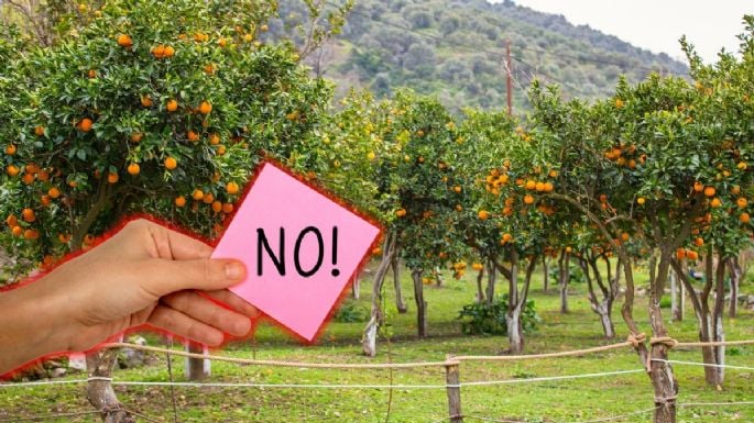 5 razones que indican por qué tu árbol no da frutos, según jardineros expertos