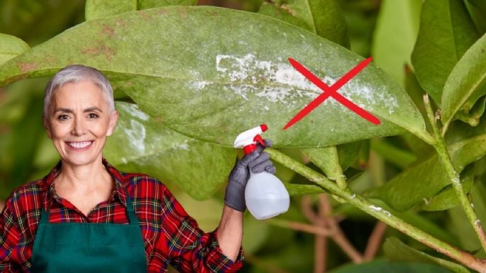 Di adiós a la cochinilla de tus plantas con esta mezcla casera y eficaz