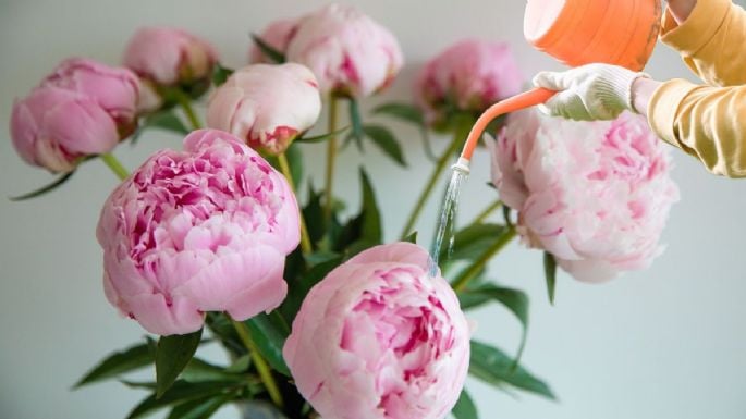 Cada cuánto tiempo debes regar tus peonías para que estallen de flores en otoño