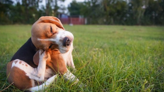 El trucazo para eliminar las pulgas de tu perro con este sencillo ingrediente de cocina