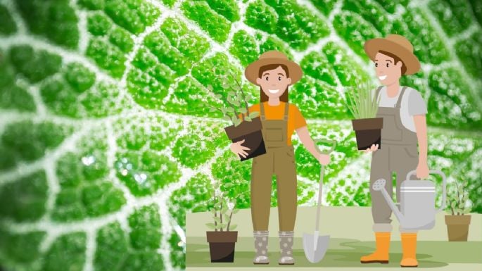 Extrae este poderoso liquido de tus plantas y aplícalo sobre el césped los 365 días del año para un potente fertilizante casero