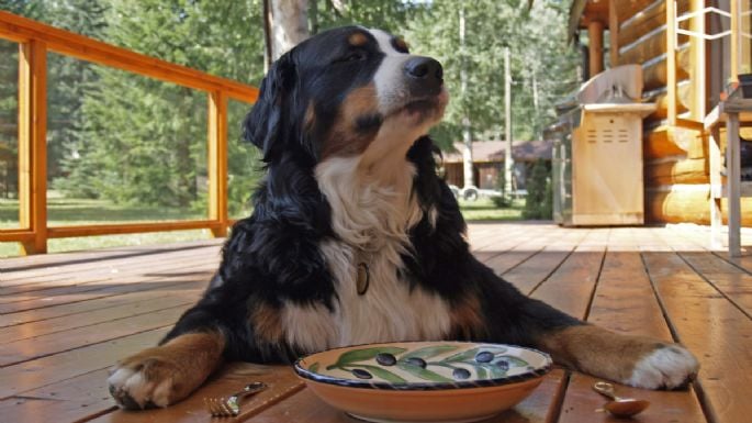 Se supo: cuántas veces por día debe comer tu perro, según una etóloga