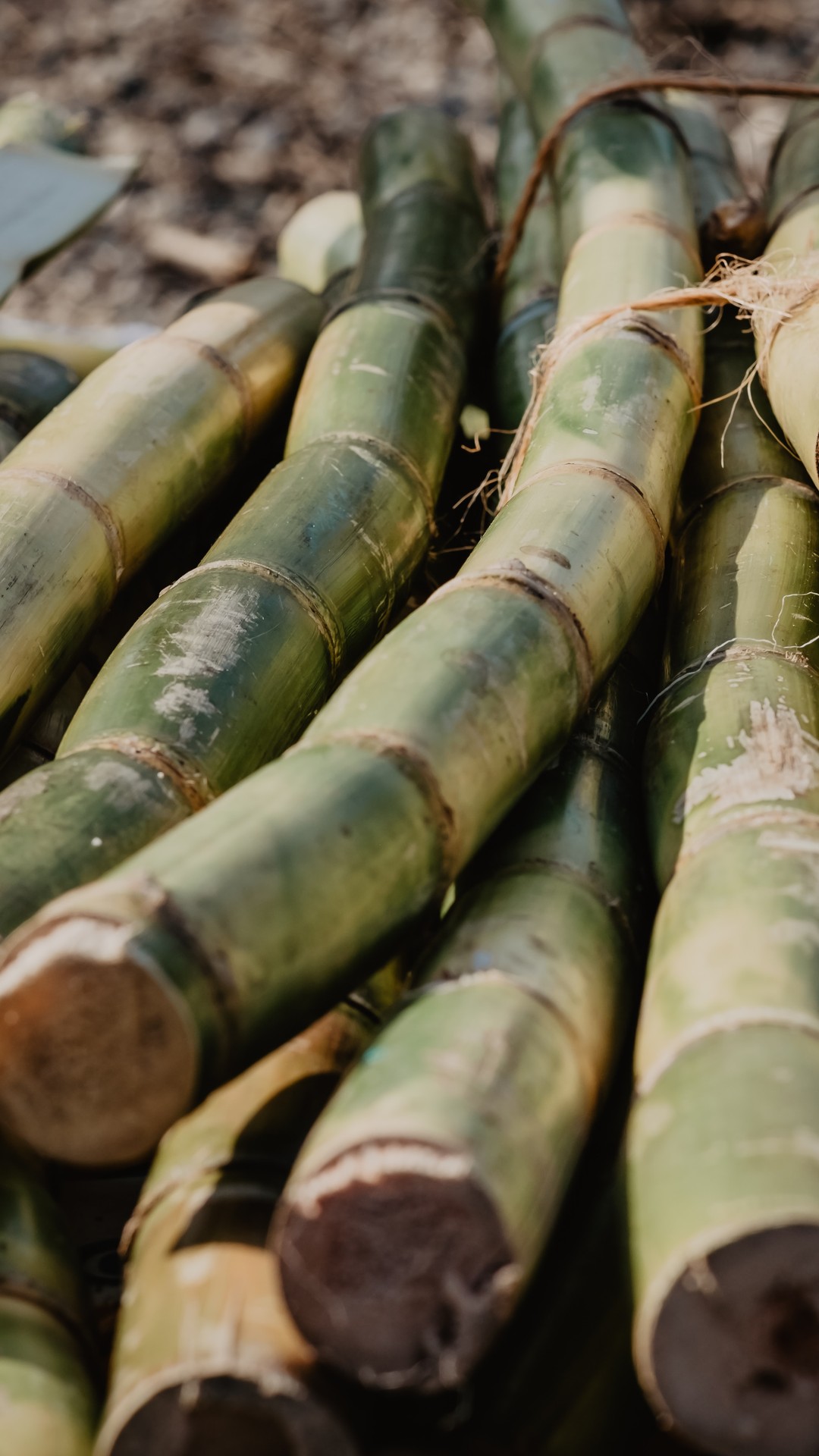 Senado altera Renovabio e prevê que cana para produção de etanol entre nos créditos de carbono