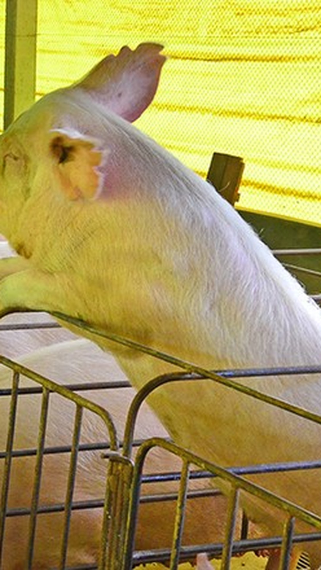 Custos de grãos devem ficar estáveis para indústria de aves e suínos em 2025
