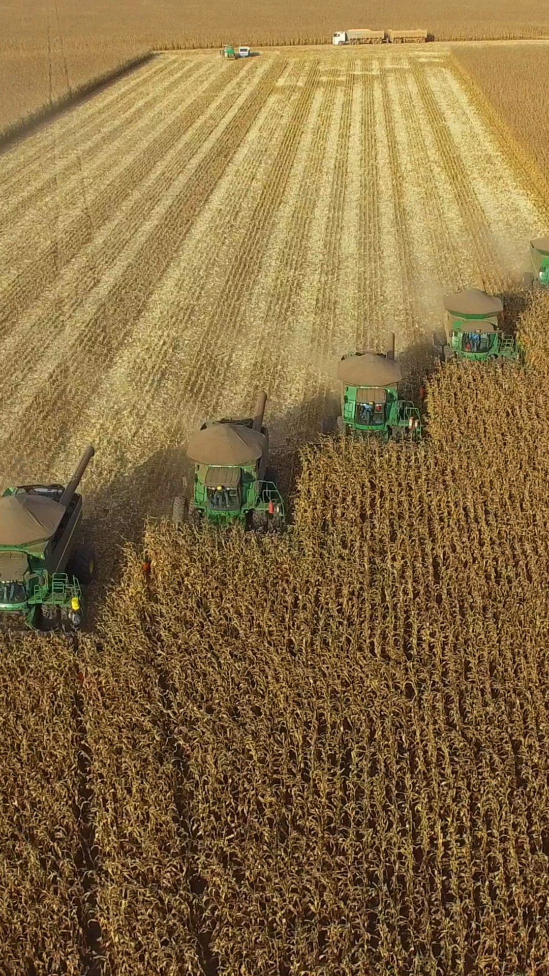 Crédito rural: desembolsos do Plano Safra têm queda de  quase 24%