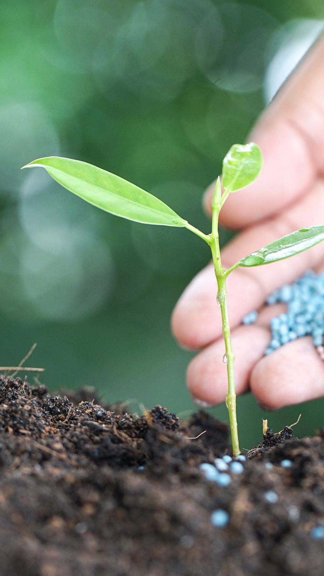 Entregas de fertilizantes no Brasil caíram em setembro