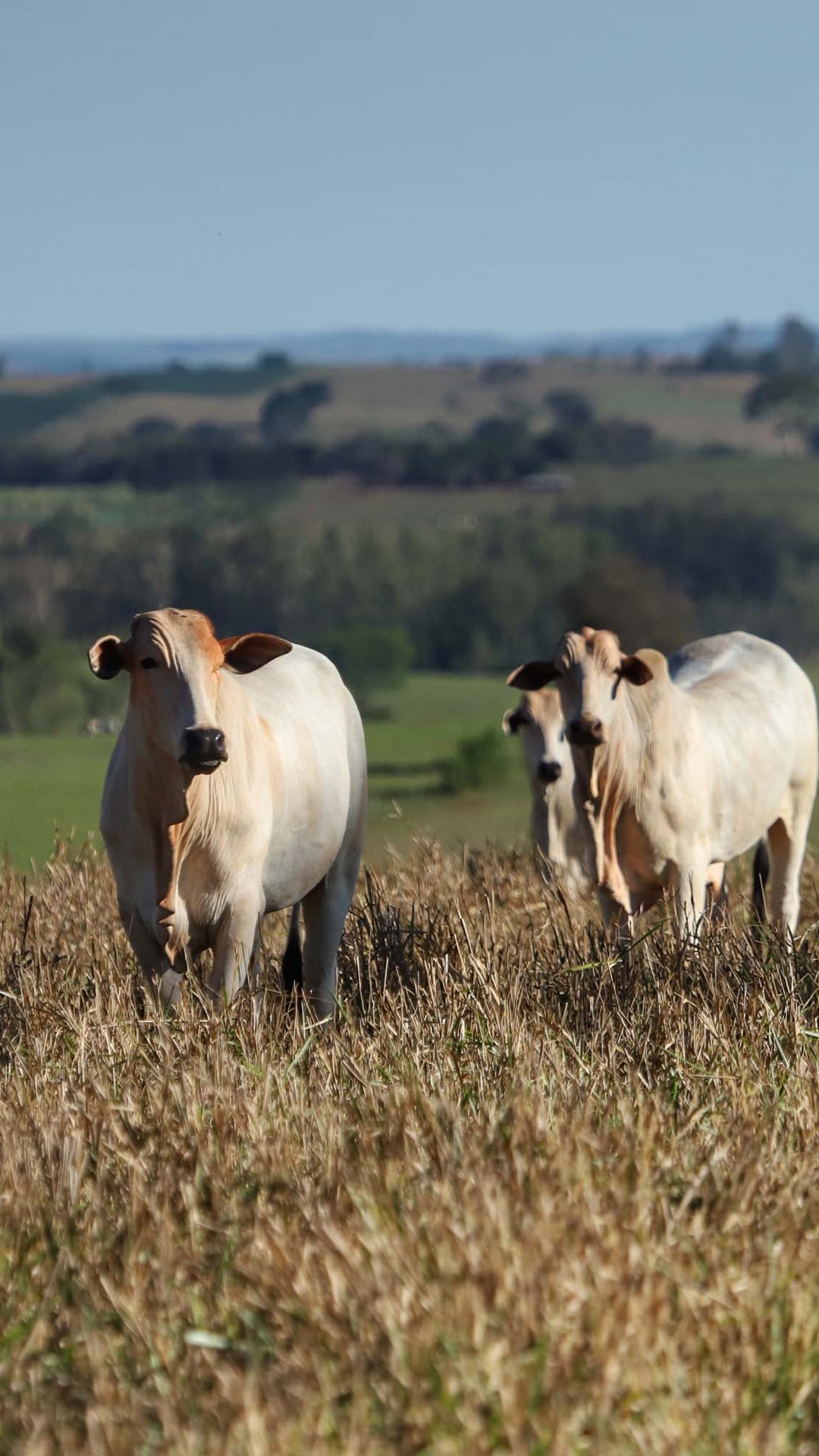 Pasto, soja e cana dominam a área de produção agropecuária no país