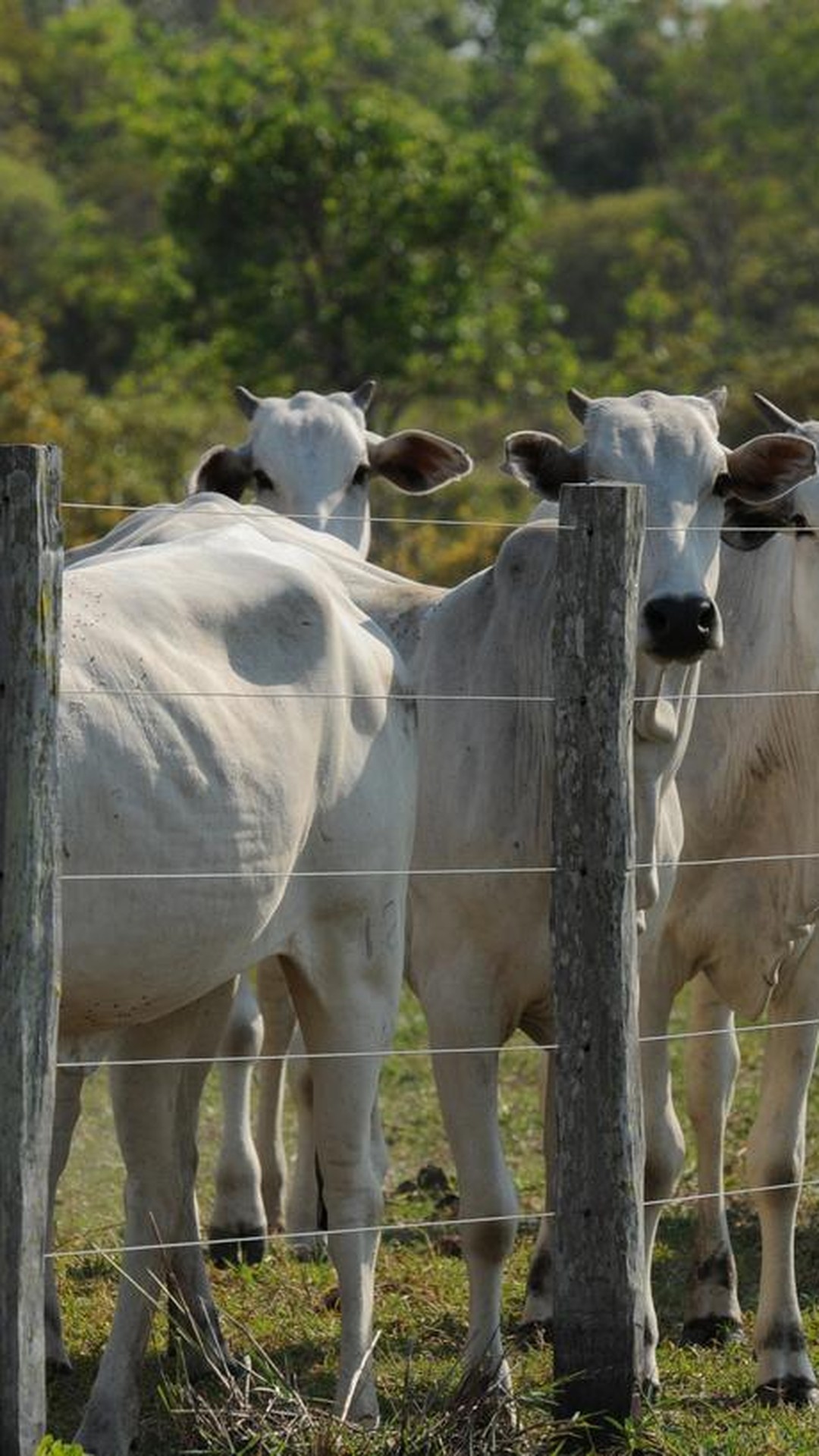 Vaca nelore alcança valor de R$ 24 milhões e se torna a mais valorizada do mundo