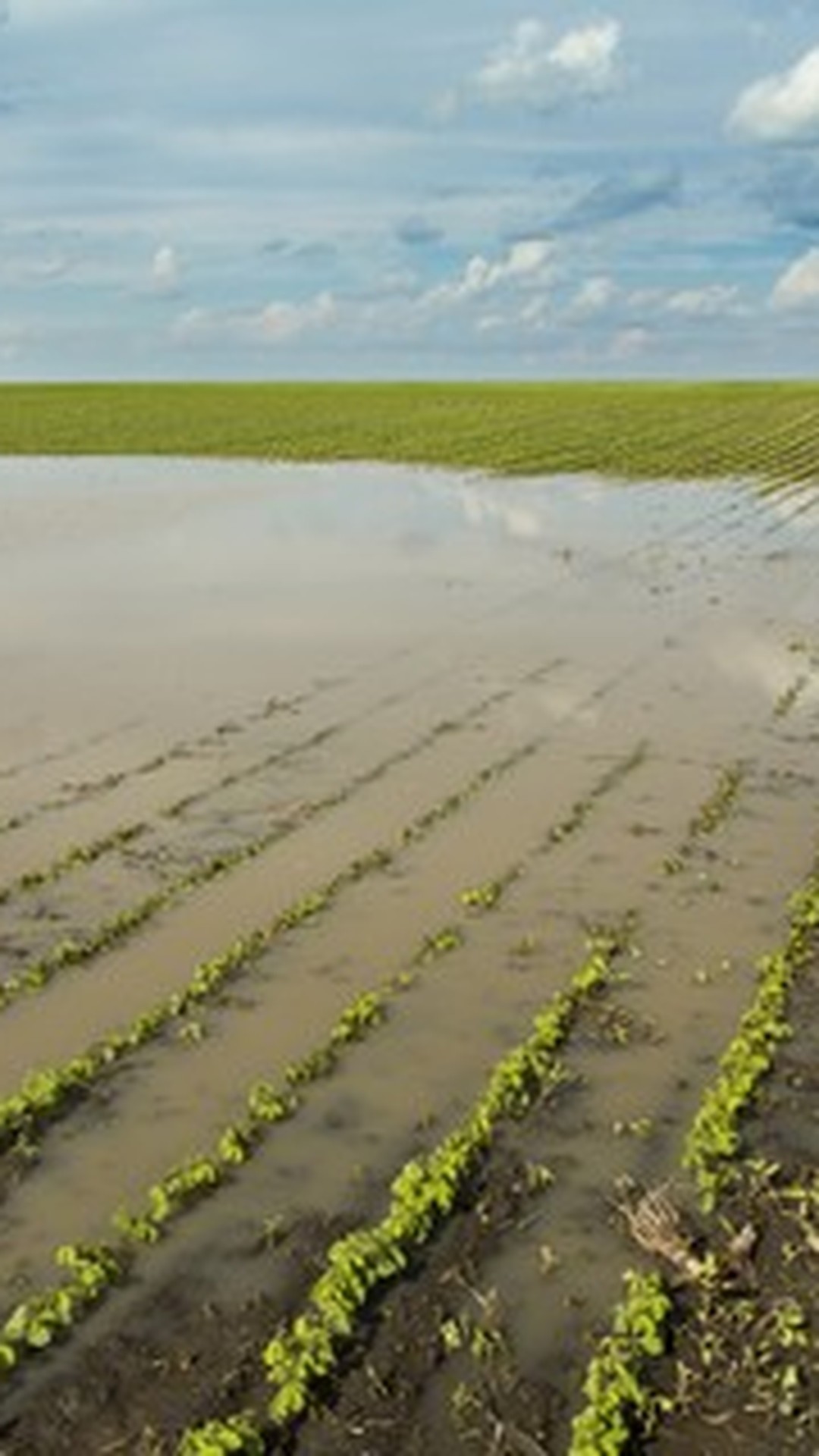Clima adverso eleva procura por seguro rural em áreas onde havia menos adesão