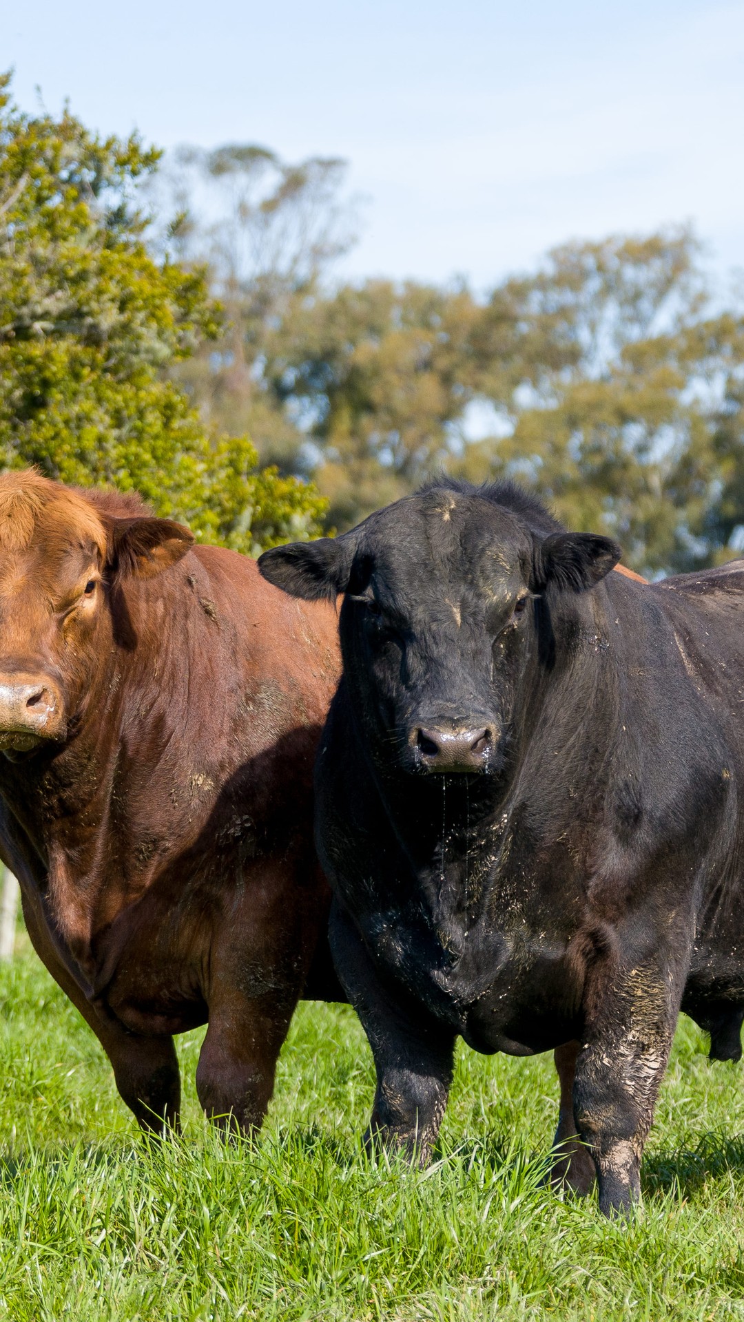 Boi Angus: conheça características da raça famosa por sua carne