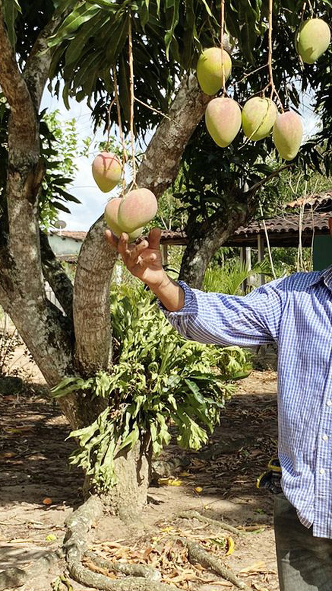 Agricultura familiar busca retorno após baque na pandemia