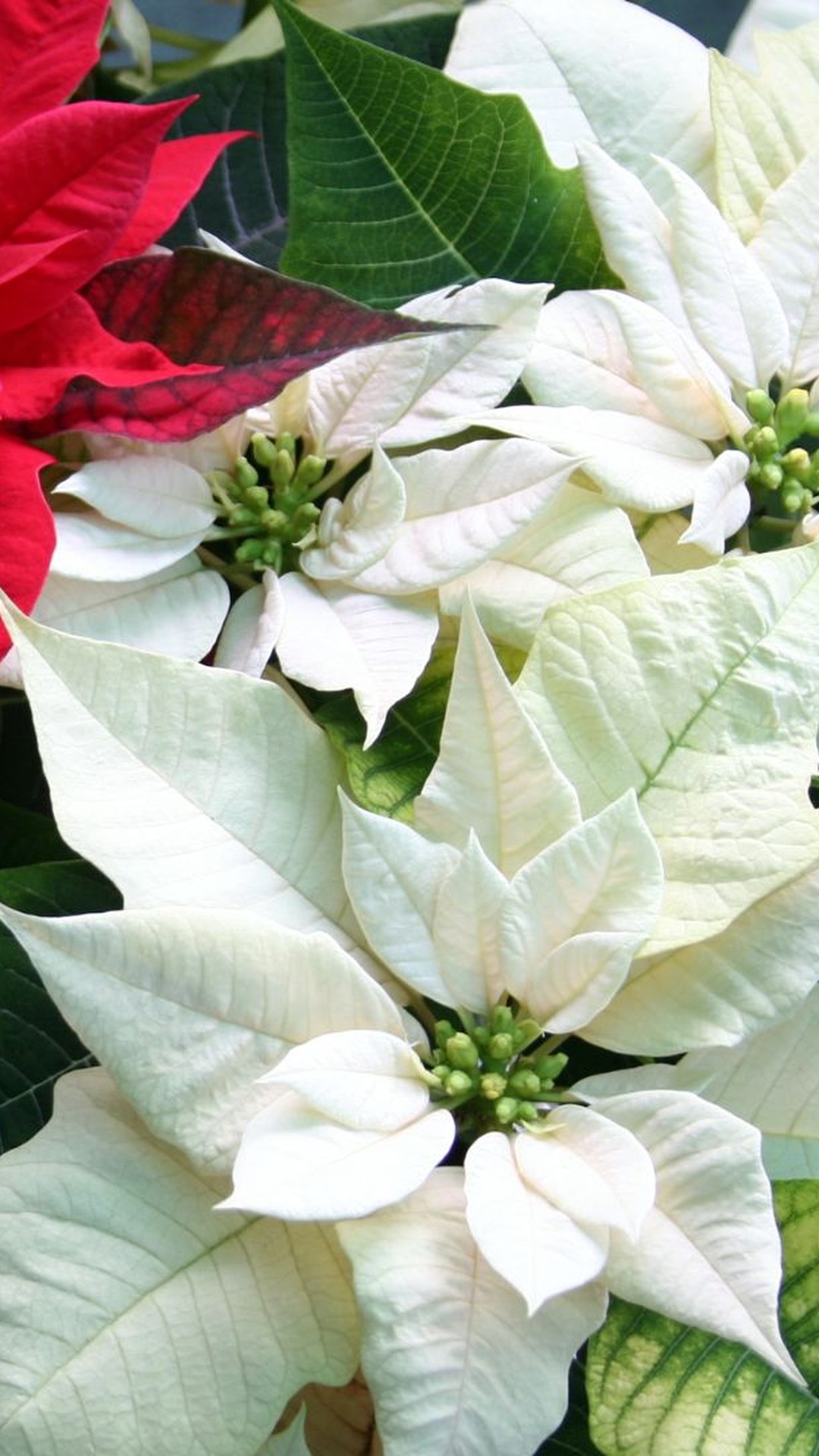 Como cuidar de poinsétia, flor símbolo do Natal